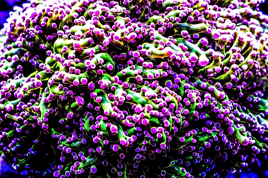 TWZ150414-2 Inside-of-Female 37.jpg