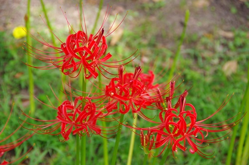 旧芝離宮恩賜庭園の彼岸花