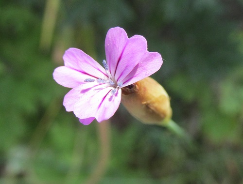 花の名調査中