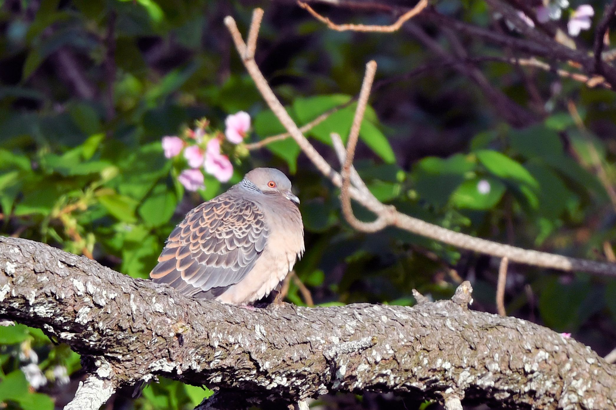 42ページ目の 野鳥 まみきびのブログ 楽天ブログ
