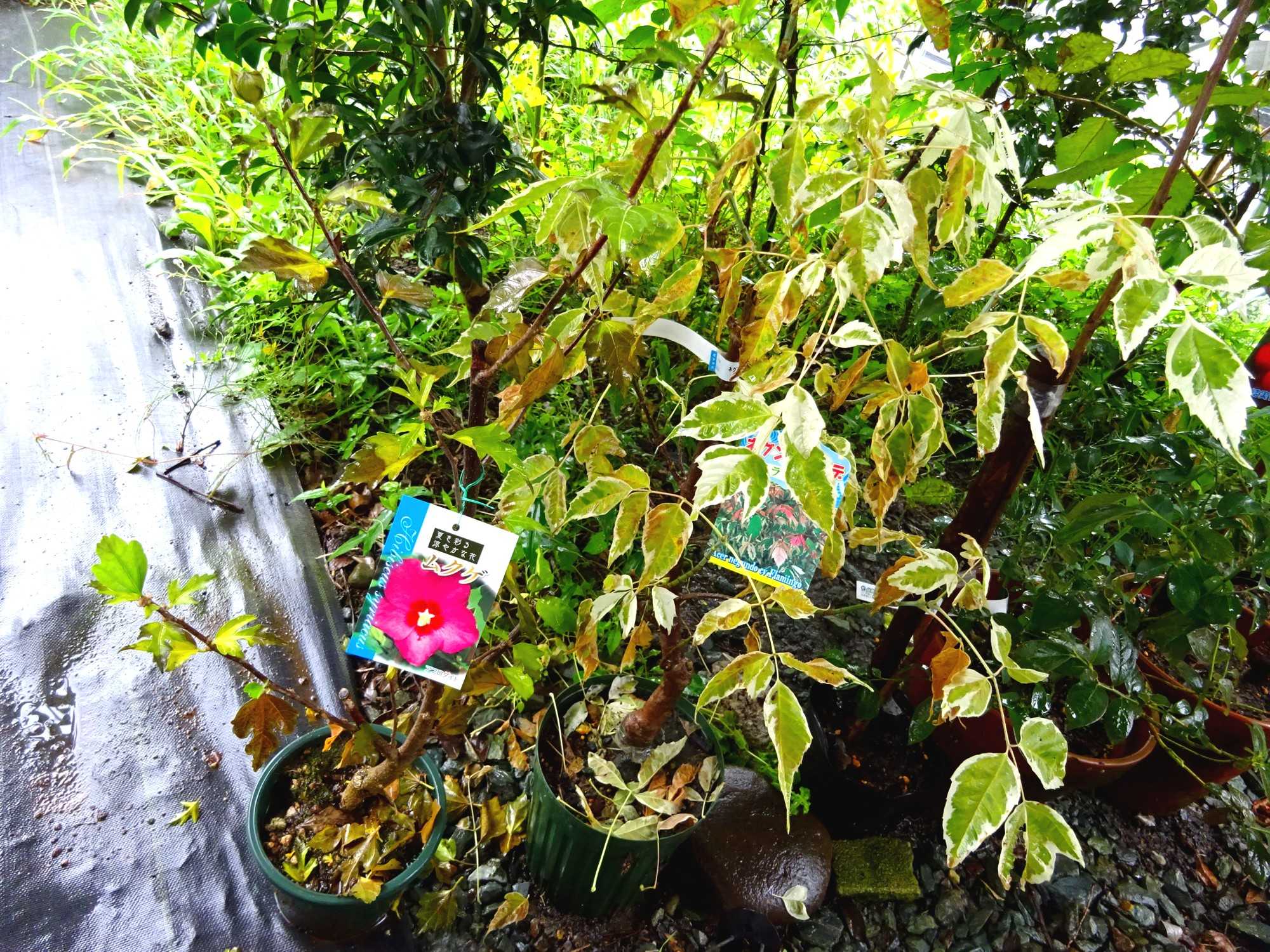 秋に 珍しいサボテンの花が咲いていた ９月３日 山と空が友だち ドローンで空撮 楽天ブログ