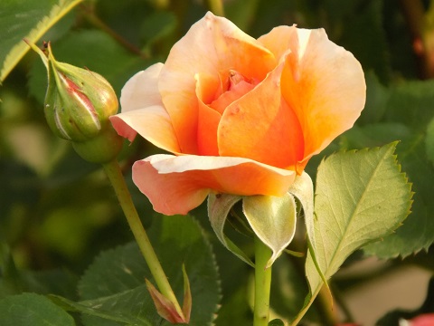DSCN0213.JPG