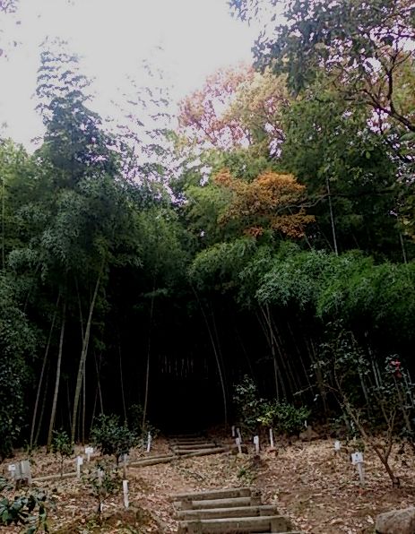 竹林
