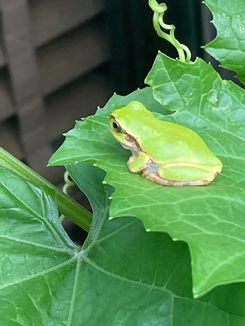 メダカとオタマジャクシ りんすいのブログ 楽天ブログ