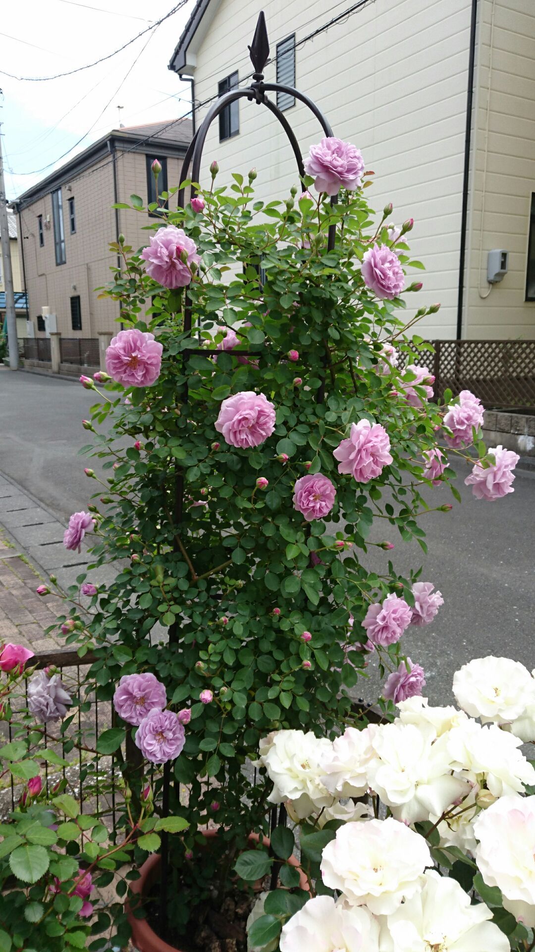 レイニーブルー 咲いた 薔薇のお庭に憧れて 楽天ブログ