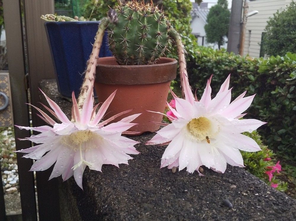 サボテンの花が咲きました マイライフ 楽天ブログ