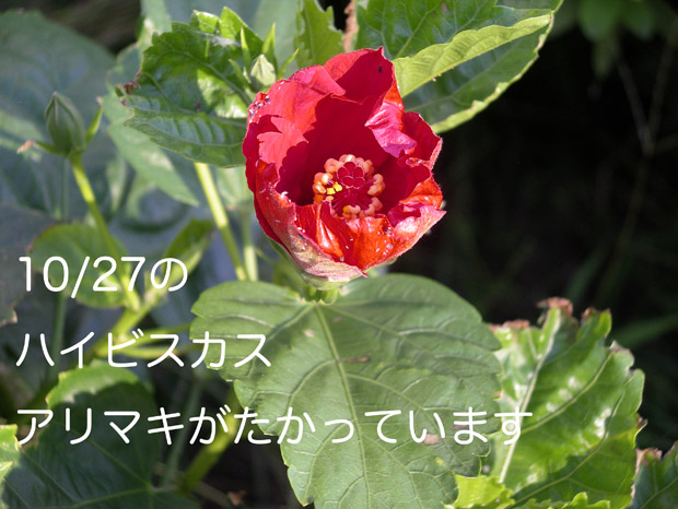20151027ハイビスカス.jpg