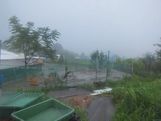 大雨が.jpg