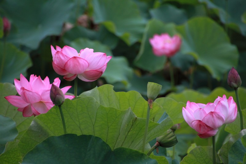 庭園蓮池_003.jpg