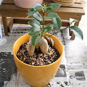 観葉植物 緑のお世話と観察日記 楽天ブログ