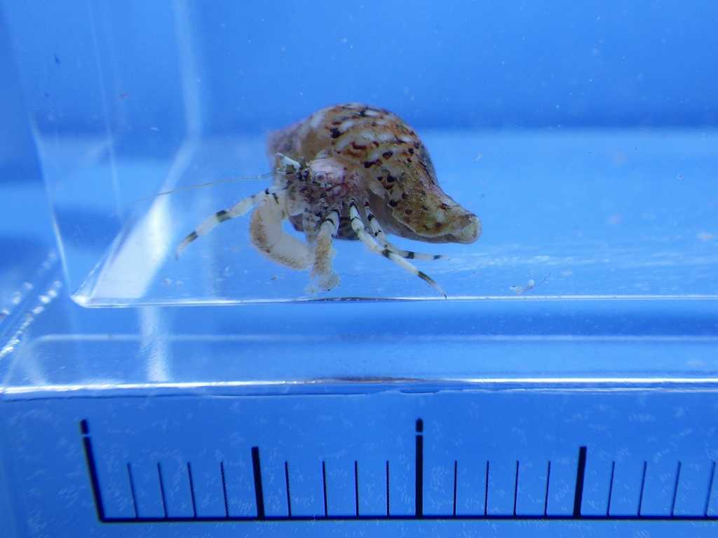 コンペイトウヒメホンヤドカリ（Pagurixus acanthocarpus）3　串本採集2025年10月