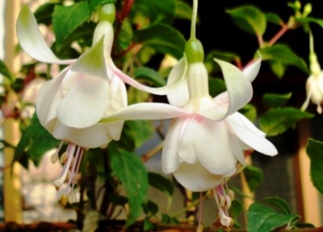 フクシアの花 花と蕎麦とリハビリと 楽天ブログ