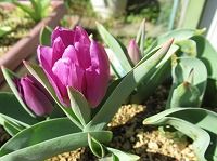 ３月２０日の誕生花 チューリップ 紫 の花言葉 気高さ 花色別に愛を語るチューリップの紫の 不滅の愛 弥生おばさんのガーデニングノート 花 と緑の365日 楽天ブログ