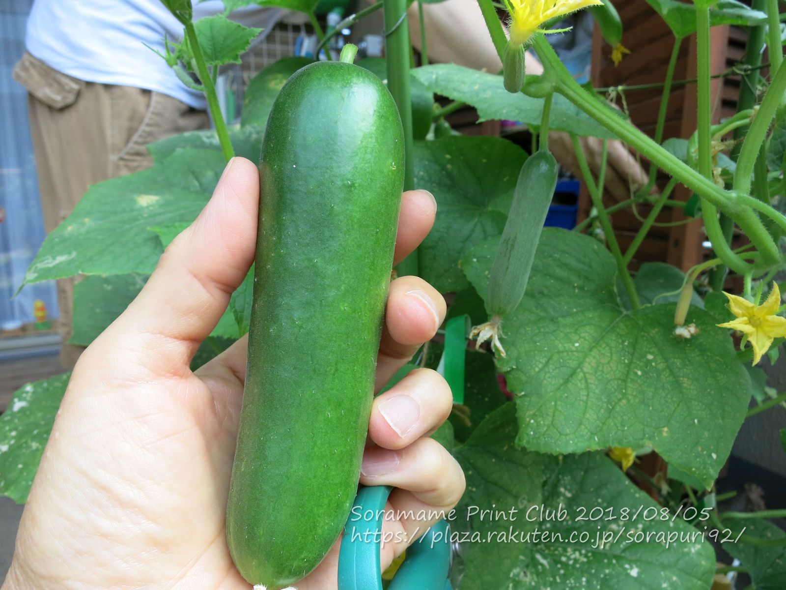 すずなり万能ミニキュウリ そら豆プリント倶楽部 楽天ブログ