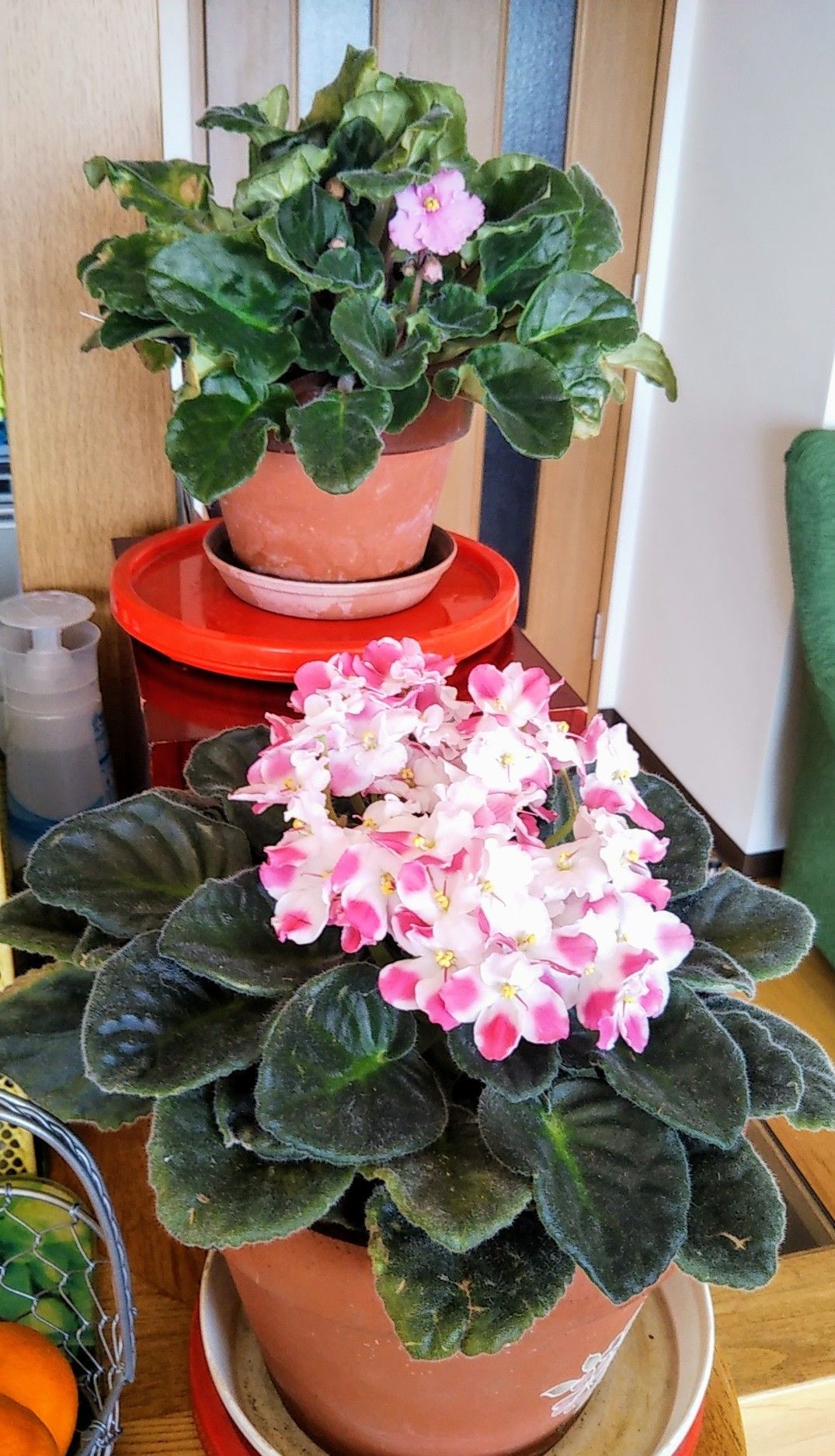 セントポーリア満開 病気と生きる 楽天ブログ セントポーリア満開 病気と生きる 楽天ブログ