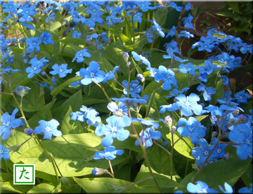 11青い花.jpg