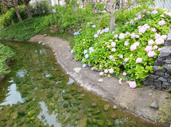 \2012Flower51