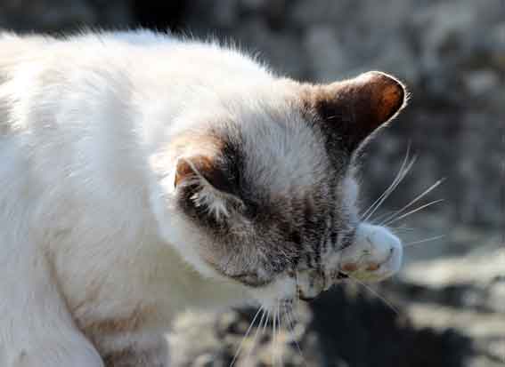 我が家のニャンコ♪2013/12/28-2