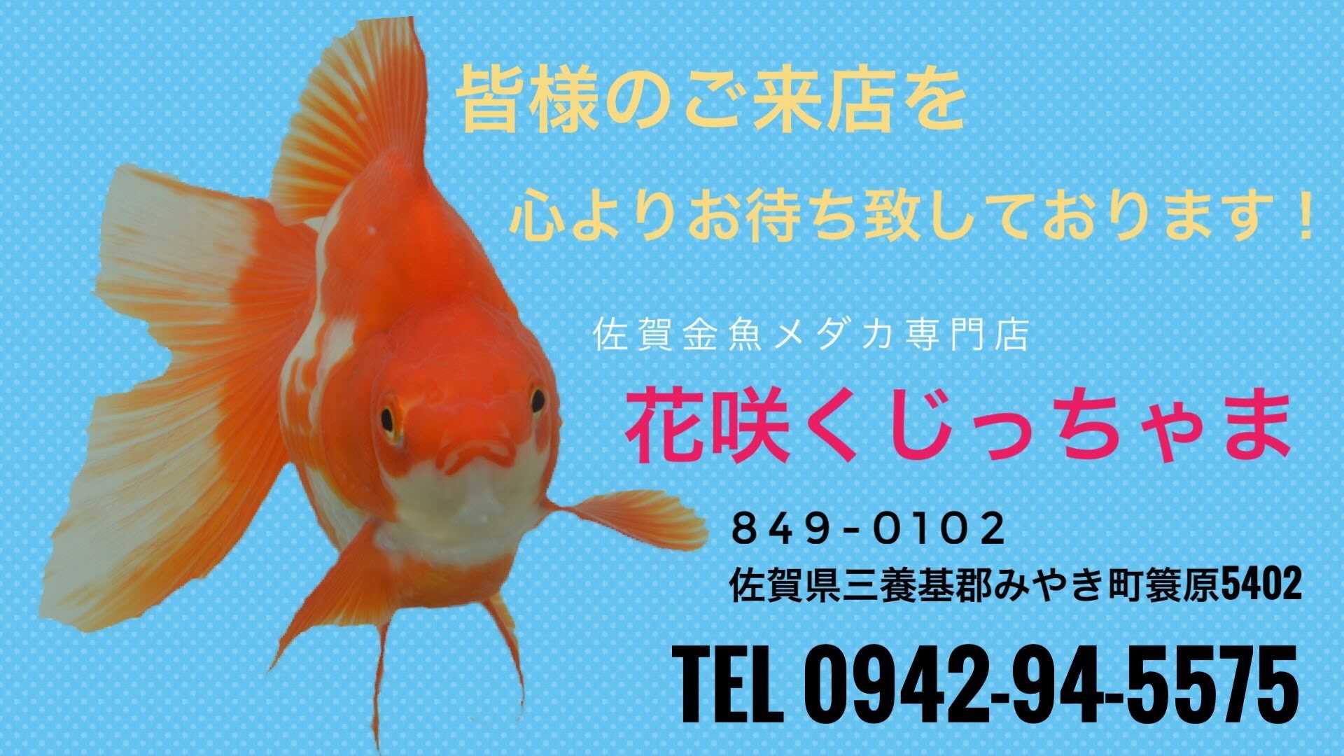 入荷情報 佐賀金魚専門店 花咲くじっちゃま 楽天ブログ