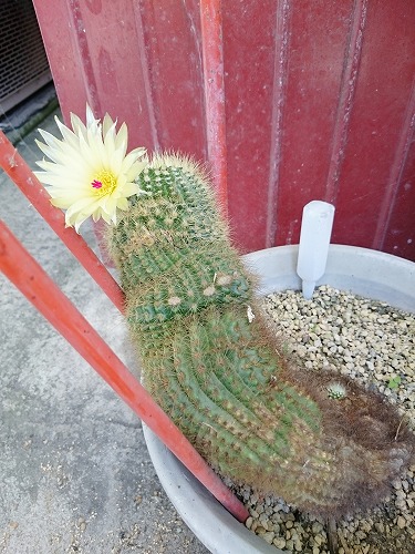 サボテンのお母さん