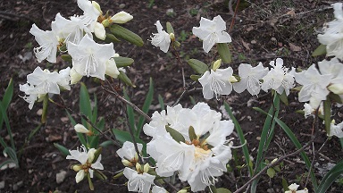 DSCF2705.JPG
