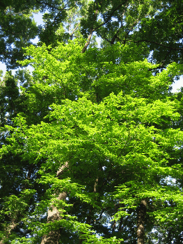 緑の木_5904.gif