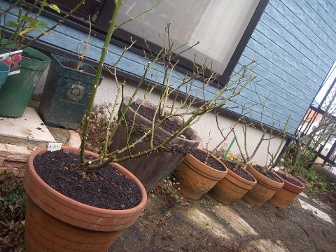 鉢植えの植え替え.jpg