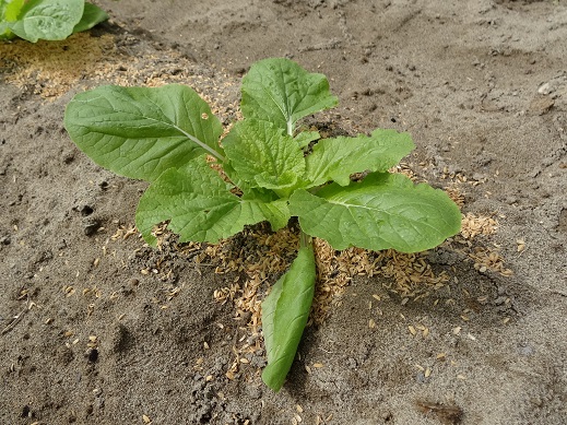 白菜の苗を植えて1週間.JPG