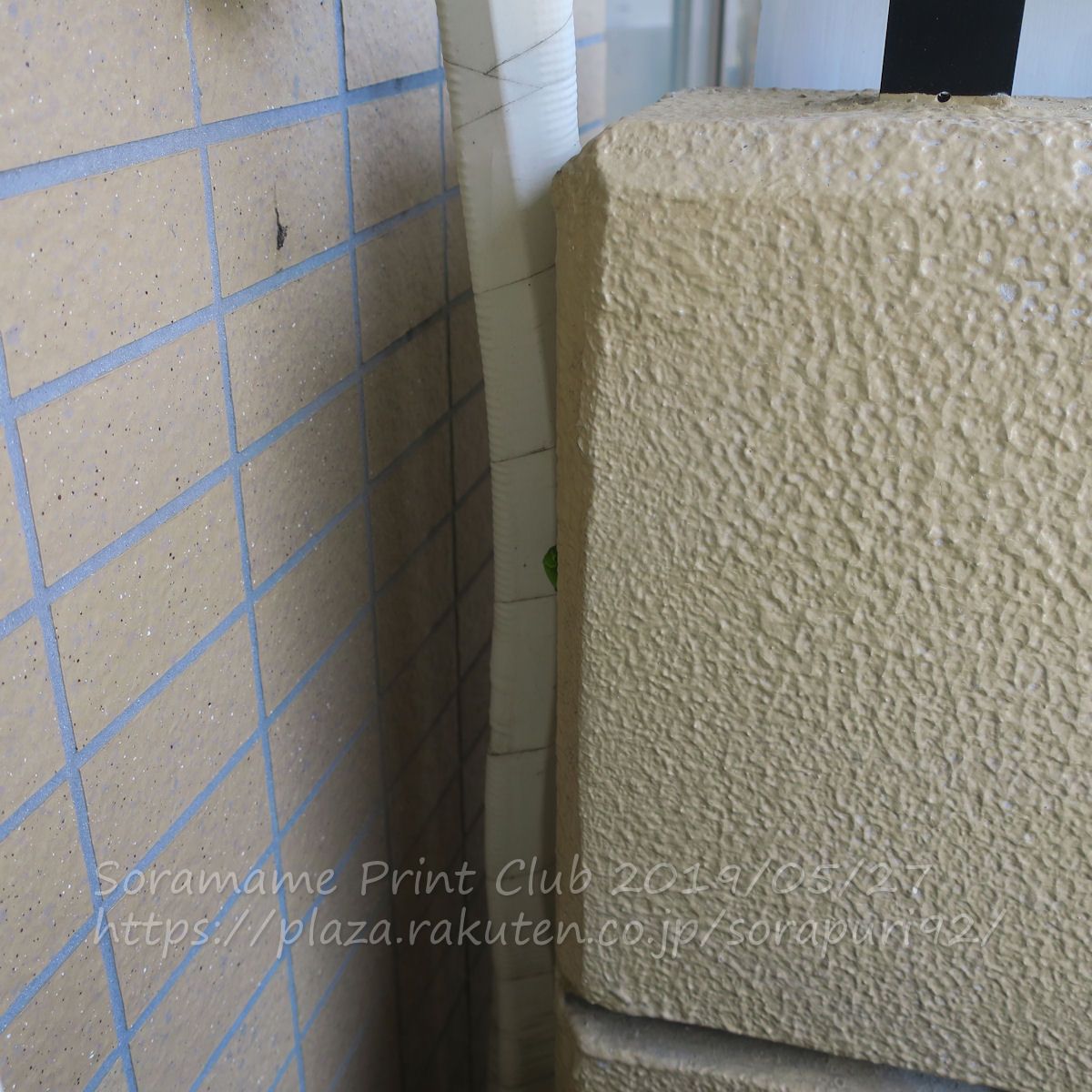 こんなところに…そばで写真撮ったりしたから、見えないところに逃げたのかな…