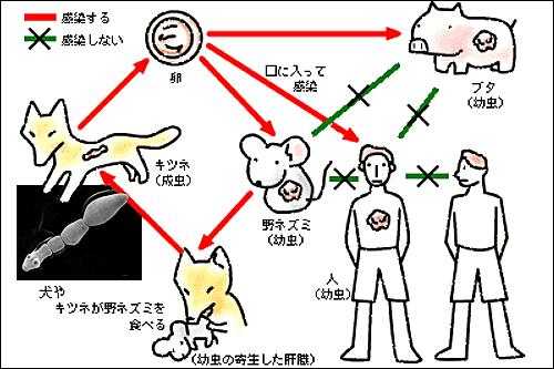 13ページ目の カテゴリ未分類 耳 ミミ とチャッピの布団 楽天ブログ