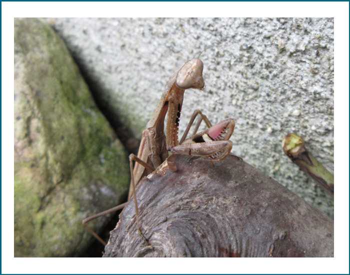 庭で（ツユムシ カマキリ カナヘビ） | 五十女の独り言 - 楽天ブログ