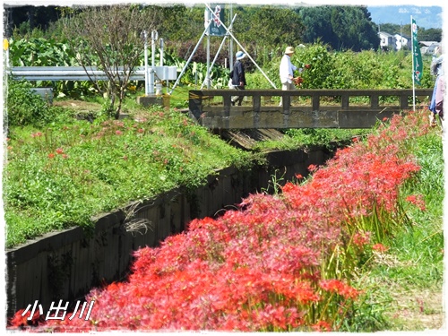 小出川