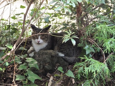 ジュラ