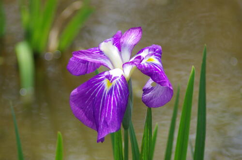 花菖蒲