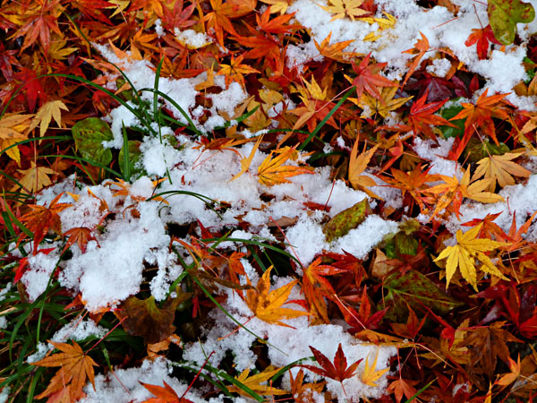 雪と紅葉609.jpg