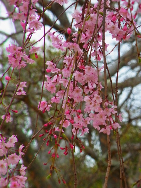 20120413_6.JPG