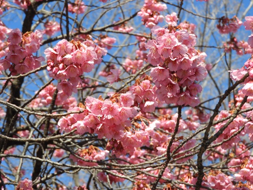 荏原神社の寒緋桜