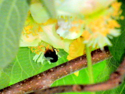 マルハナバチとキウイの花