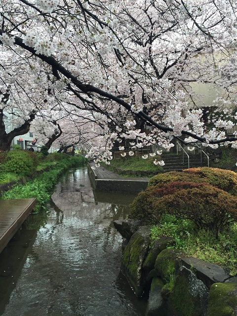 宿河原桜.jpg