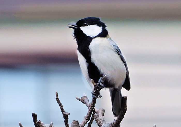 シジュウカラ29