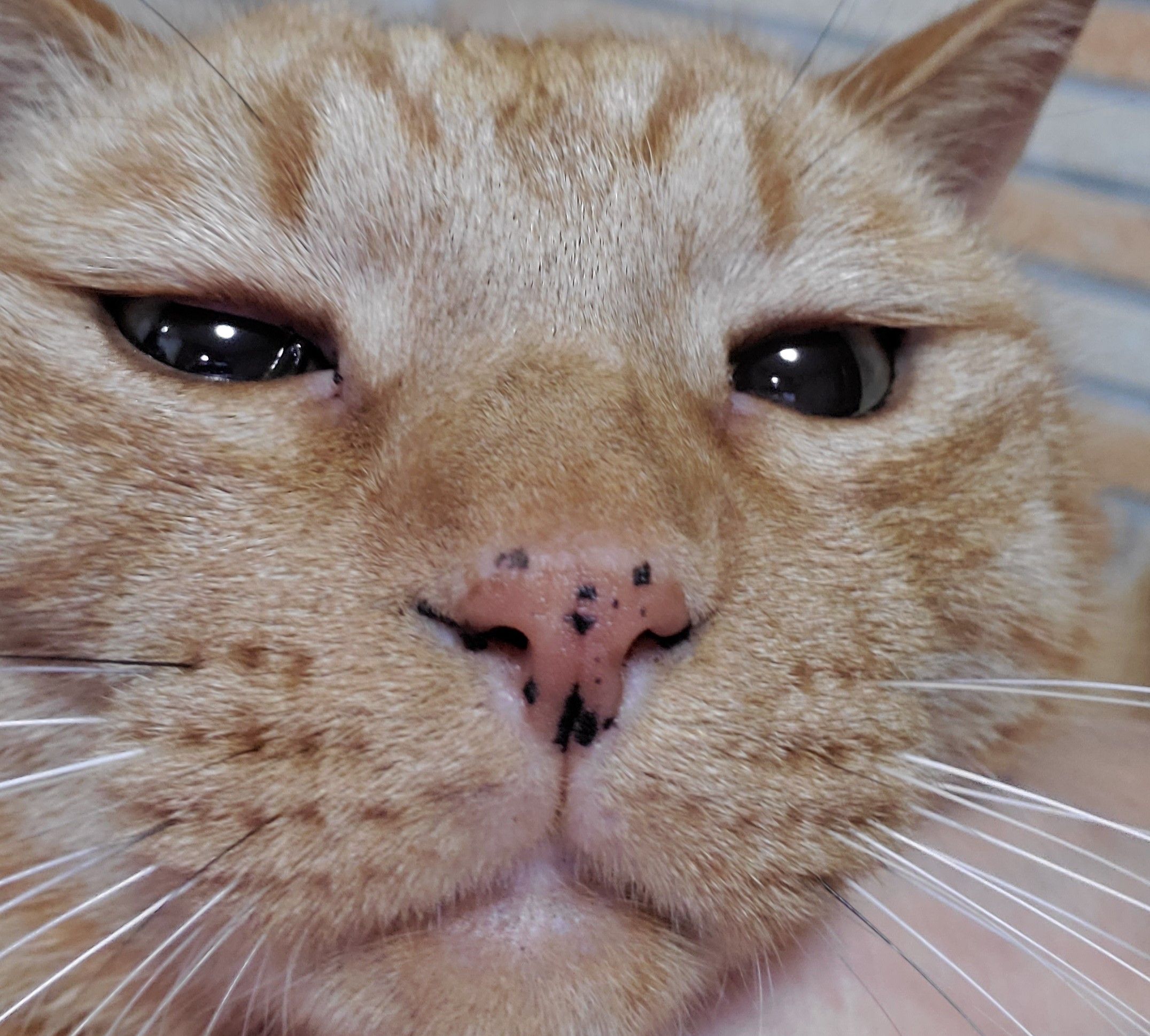 19ページ目の記事一覧 ある晴れた日の昼下がりに猫が逃げた 楽天ブログ