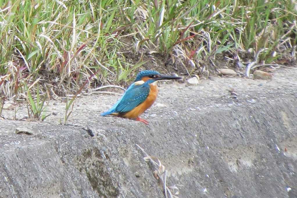 散歩で撮った鳥；アオサギ、カラス、カワセミ♂、セグロセキレイ