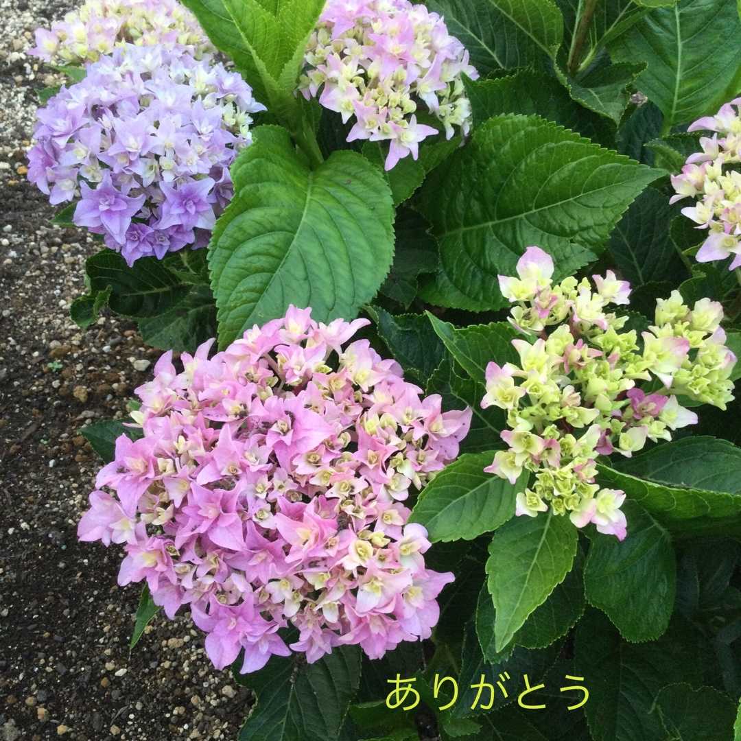 暑すぎてうなだれた紫陽花 夕暮れ時に復活する紫陽花 ばらと猫とフラメンコ 楽天ブログ