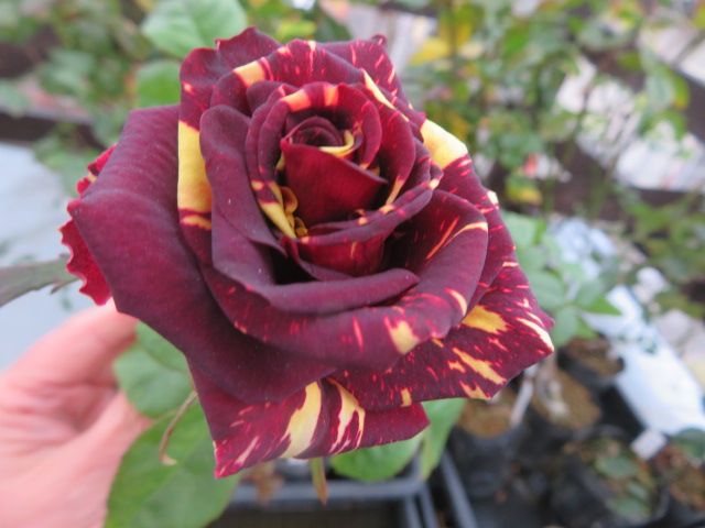 母の愚痴のオンパレードと心揺さぶる魅力的なバラ アブラカタブラ ばぁばの薔薇の花園 楽天ブログ