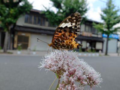 寺町の藤袴と蝶-2w400