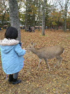 やっぱり鹿