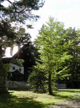 杜歩き１ (1).JPG