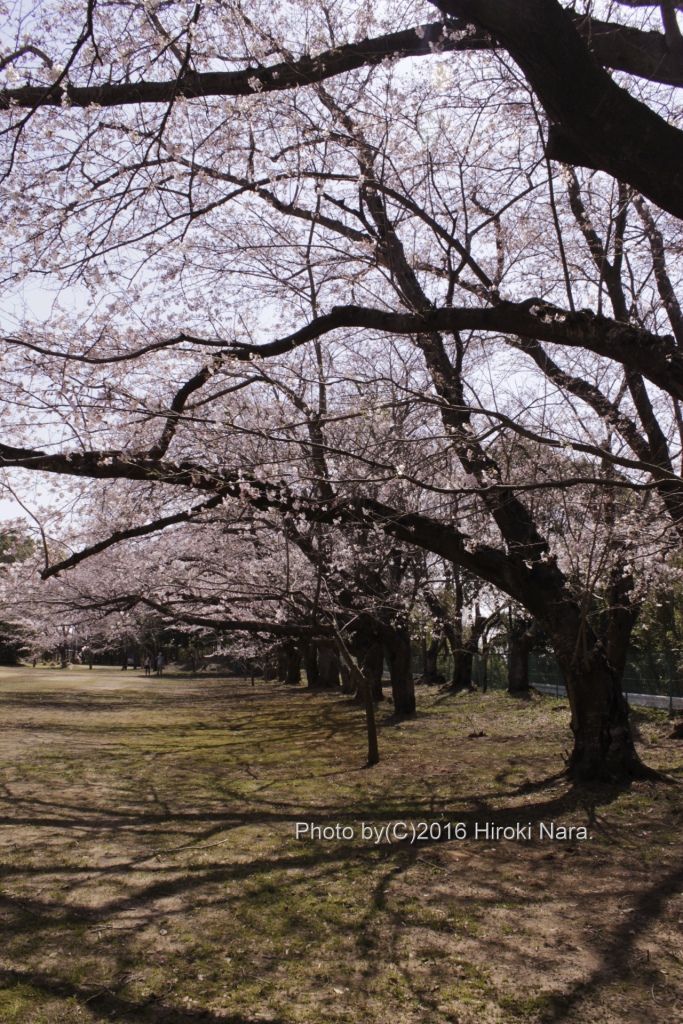 光景　sight0531 桜　サクラ　cherry blossom 春　spring