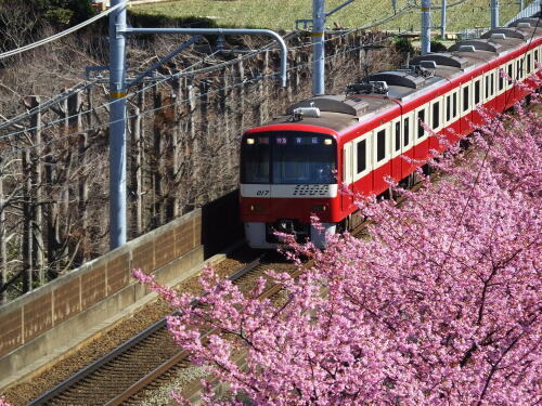 三浦海岸の河津桜と電車