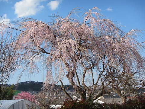 桜１１.jpg